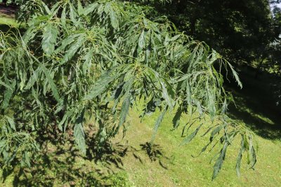 Quercus petraea 'Laciniata' - dub zimní, drnák - olistění